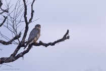 Merlin